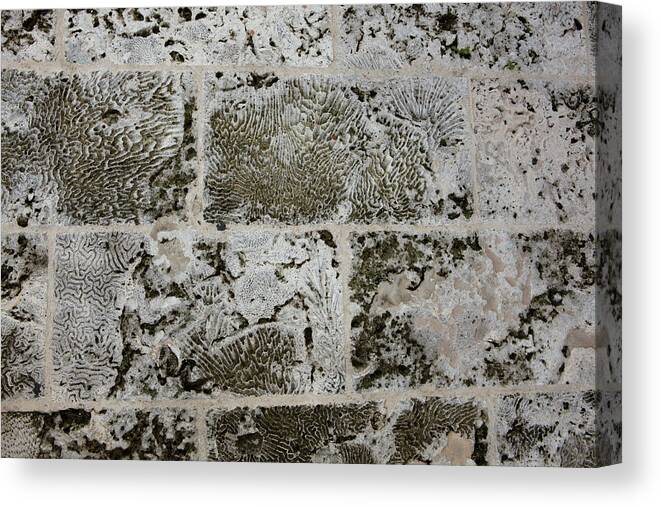 Texture Canvas Print featuring the photograph Coral Wall 205 by Michael Fryd