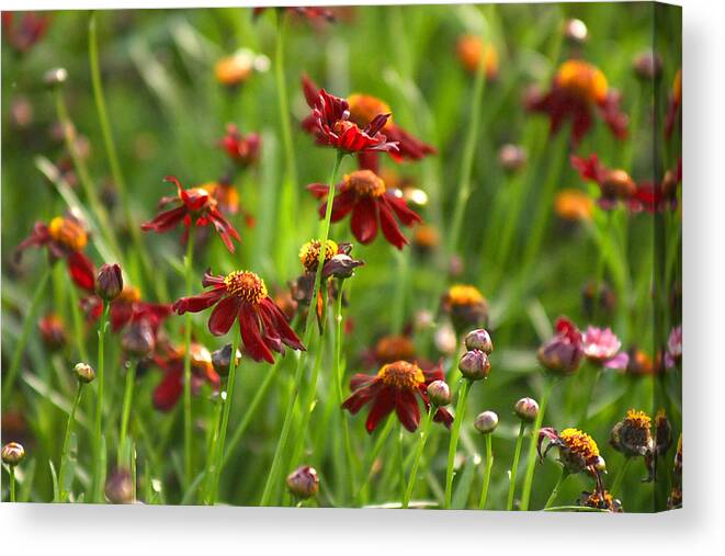 Flowers Canvas Print featuring the photograph Coreopsis Garden by Barbara White