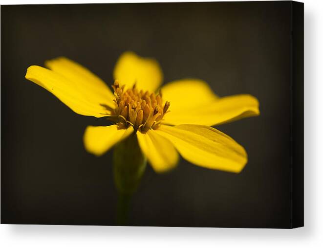 Yellow Bush Daisy Canvas Print featuring the photograph Coreopsis verticillata by Morgan Wright