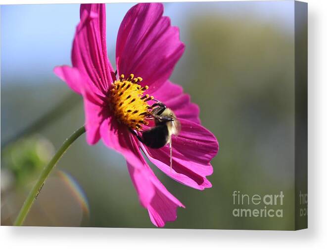 Bumblebee Canvas Print featuring the photograph Cosmos with Bumblebee by Yumi Johnson