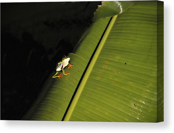 Costa Rica Canvas Print featuring the photograph Costa Rica Red Eye Frog II by Jody Lovejoy