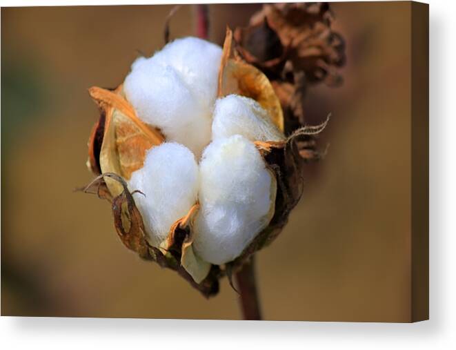 Cotton Canvas Print featuring the photograph Cotton Boll by Barry Jones
