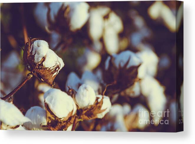 Fluffy Canvas Print featuring the photograph Cotton Field 18 by Andrea Anderegg