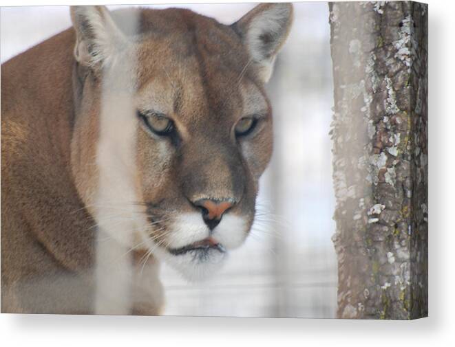 Cougar Canvas Print featuring the photograph Cougar in Winter by Patty Vicknair