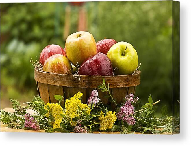 Basket Canvas Print featuring the photograph Country Basket of Apples by Trudy Wilkerson