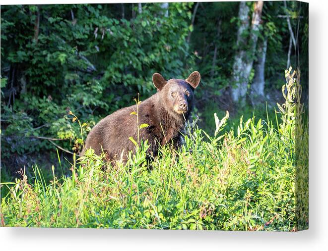 Photosbymch Canvas Print featuring the photograph Country Bear by M C Hood