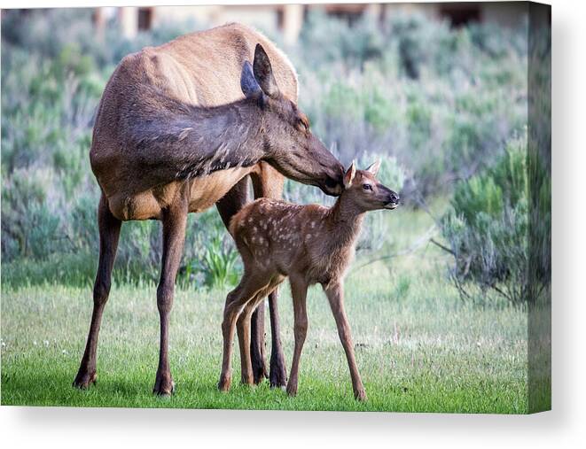 Elk Canvas Print featuring the photograph Cow and Calf Elk by Wesley Aston