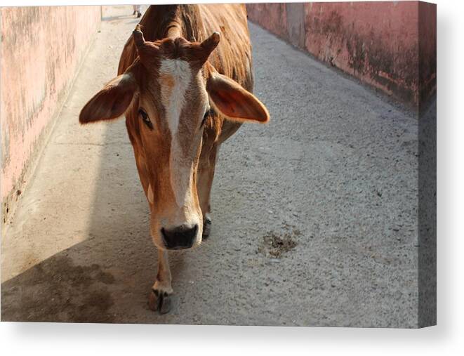 Cow Canvas Print featuring the photograph Cow Beauty, Rishikesh by Jennifer Mazzucco