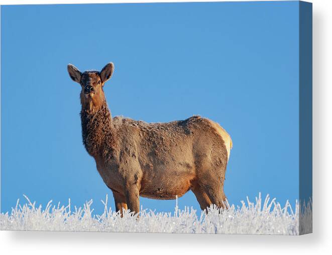 Mark Miller Photos Canvas Print featuring the photograph Cow Elk Frost and Blue Sky by Mark Miller