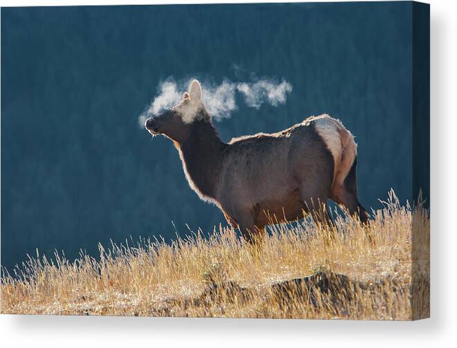 Mark Miller Photos Canvas Print featuring the photograph Cow Elk with Steamy Breath by Mark Miller