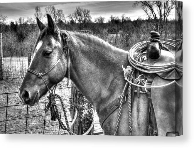 Horse Canvas Print featuring the photograph Cowboy Transportation by Jean Hutchison