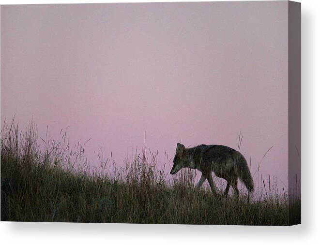 Coyote Canvas Print featuring the photograph Coyote at Dusk by Brook Burling