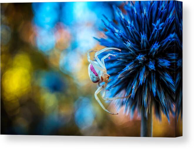 Spider On The Blue Flower Canvas Print featuring the photograph Crab spider on blue flower by Lilia S