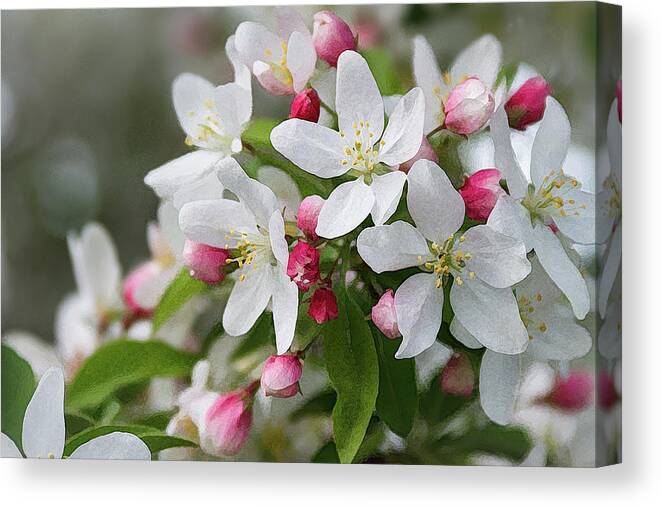 Crabapple Blossoms Canvas Print featuring the photograph Crabapple Blossoms 12 - by Julie Weber