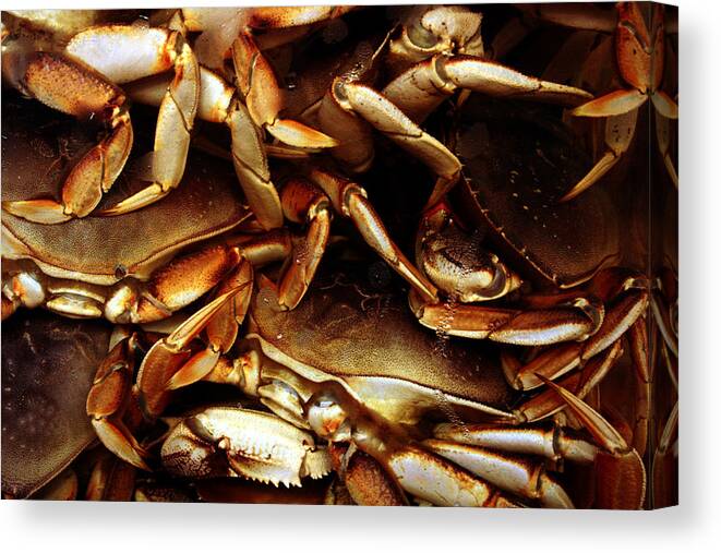Ocean Canvas Print featuring the photograph Crabs Awaiting their Fate by Jennifer Bright Burr