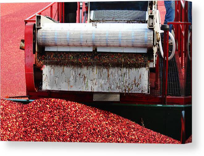 Apacheco Canvas Print featuring the photograph Cranberry Harvest by Andrew Pacheco