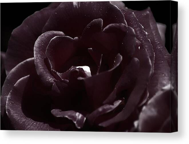 Clay Canvas Print featuring the photograph Cranberry Rose by Clayton Bruster