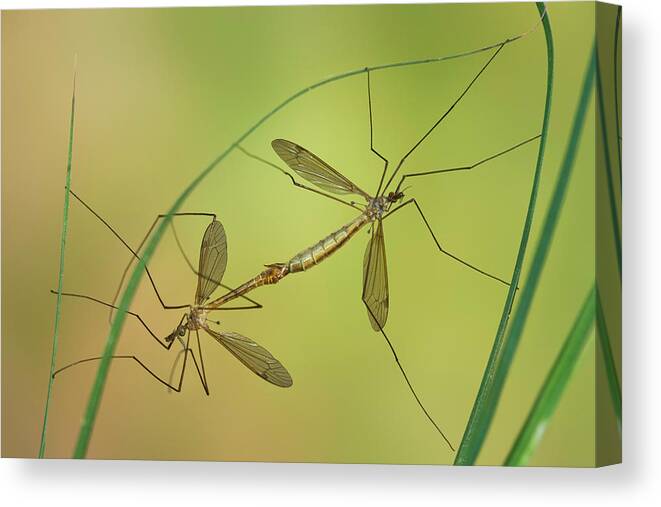 Crane Fly Canvas Print featuring the photograph Crane Fly in Love by Yuri Peress