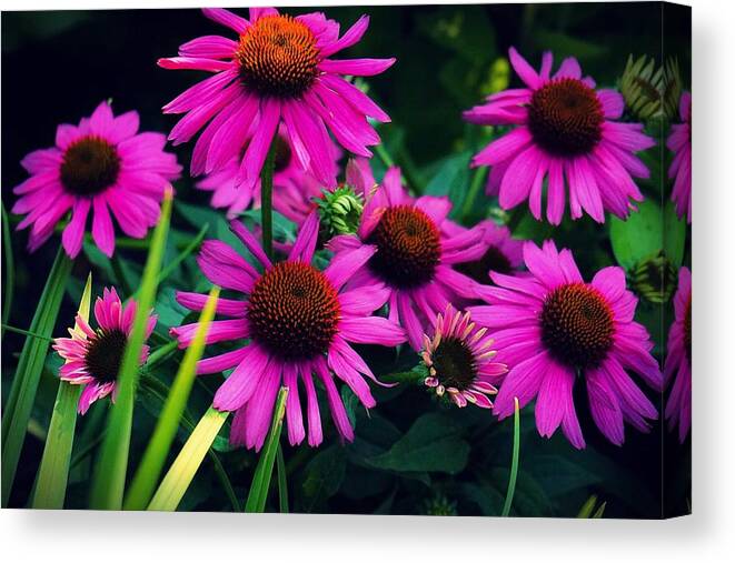  Canvas Print featuring the photograph Crazy for Coneflowers by Kendall McKernon