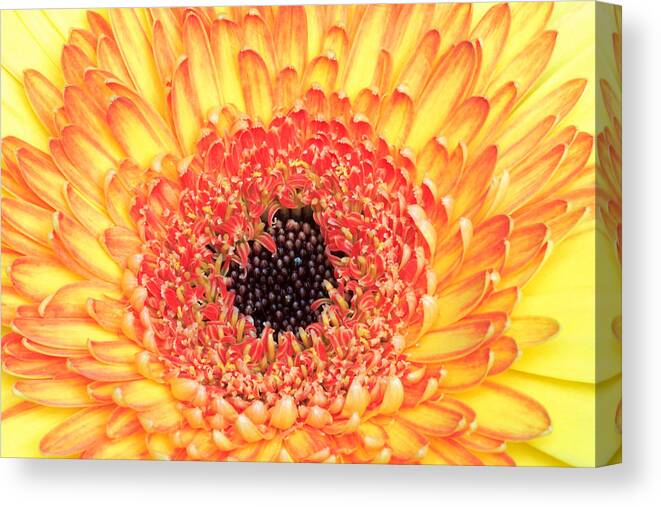 Flower Canvas Print featuring the photograph Creation of a Masterpiece by Pierre Leclerc Photography