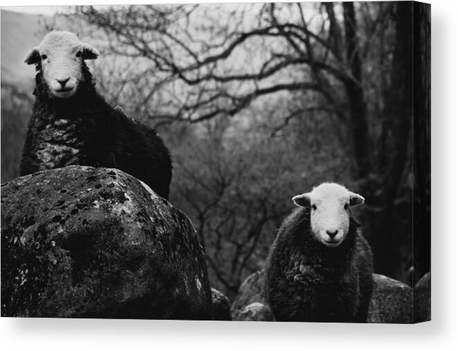 Sheep Canvas Print featuring the photograph Creep Sheep by Justin Albrecht