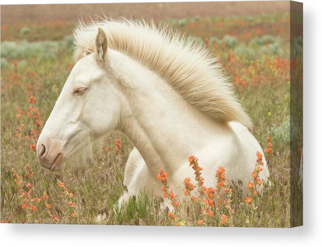 Horse Canvas Print featuring the photograph Cremello Beauty by Kent Keller