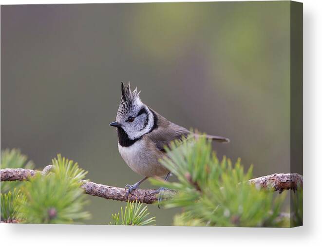 Crested Canvas Print featuring the photograph Crested Tit Pine by Pete Walkden