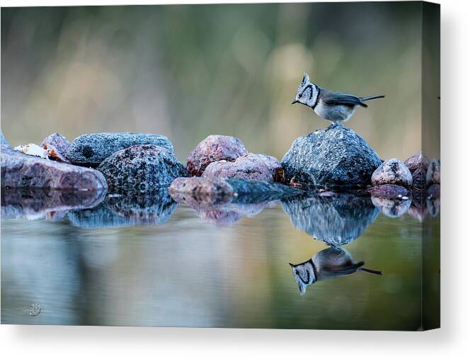 Crested Tit's Reflection Canvas Print featuring the photograph Crested Tit's reflection by Torbjorn Swenelius