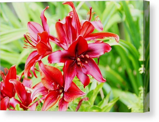 Flowers Canvas Print featuring the photograph Crimson Lilies by Charlene Reinauer