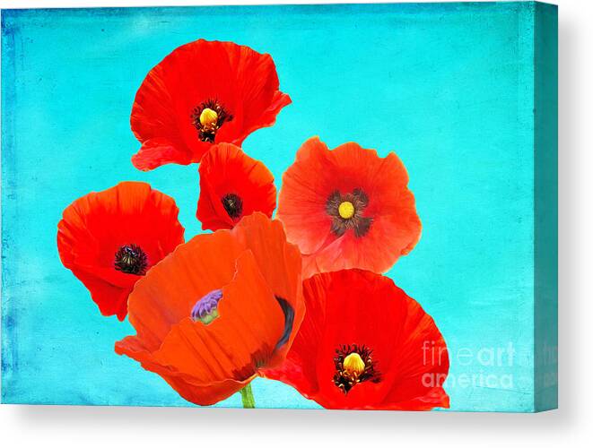Poppies Canvas Print featuring the photograph Crimson Poppies by Laura D Young