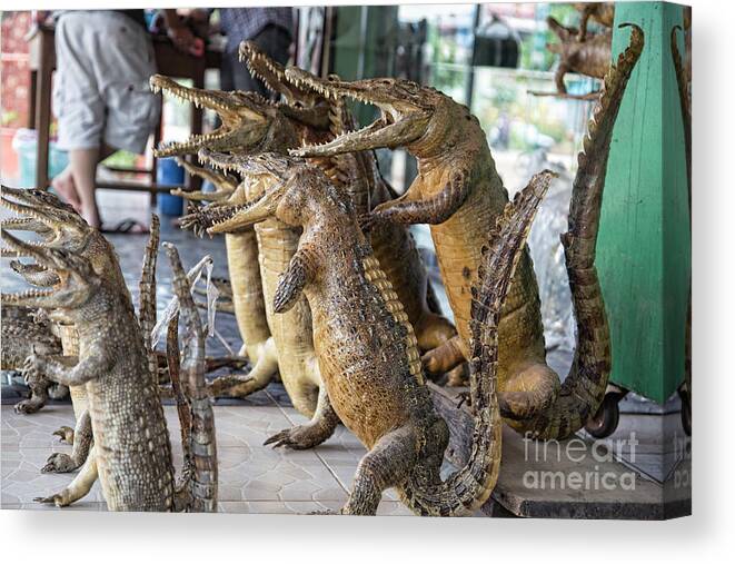 Cambodia Canvas Print featuring the photograph Crocodiles Rock by Chuck Kuhn
