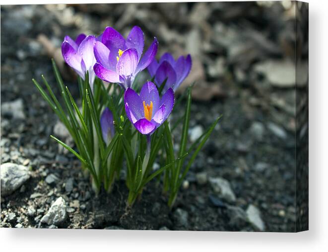 Flower Canvas Print featuring the photograph Crocus In Bloom #2 by Jeff Severson