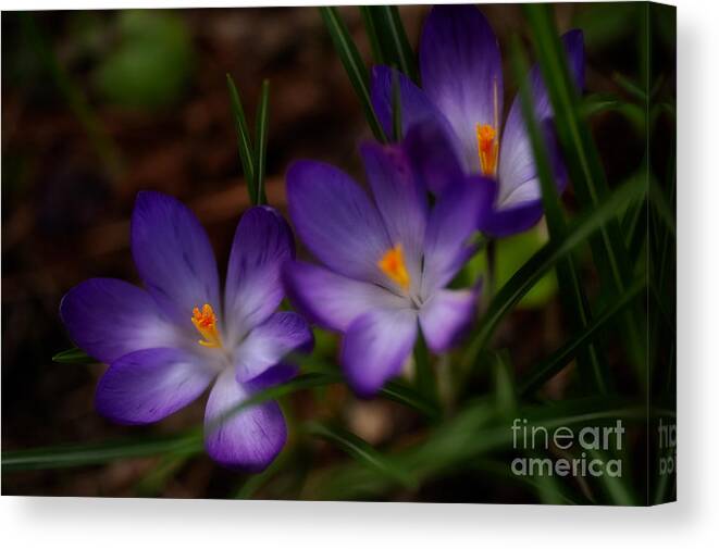 Beauty In Nature Canvas Print featuring the photograph Crocus Trio by Venetta Archer