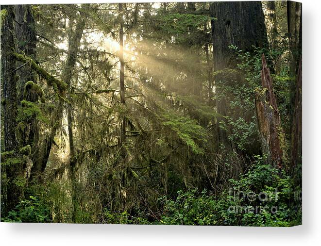 Pacific Rim National Park Canvas Print featuring the photograph Cross Beams by Adam Jewell