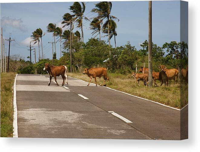 Cattle Canvas Print featuring the photograph Crossing cattle. by Christopher Rowlands