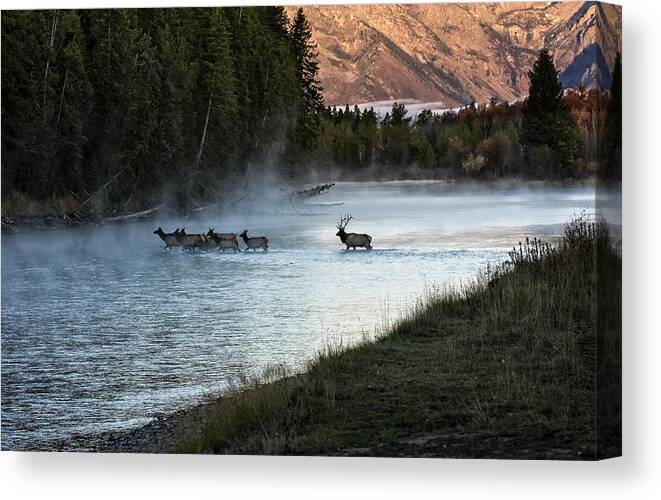 Elk Canvas Print featuring the photograph Crossing the River by Scott Read