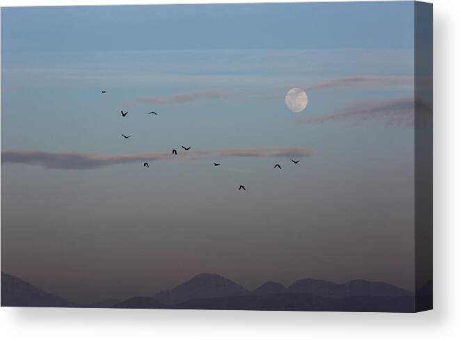 Crows Canvas Print featuring the photograph Crows Coming Home to Roost by Robin Street-Morris