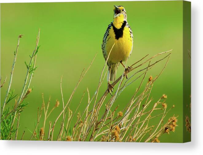 Chatfield State Park Canvas Print featuring the photograph Crying Out II by John De Bord
