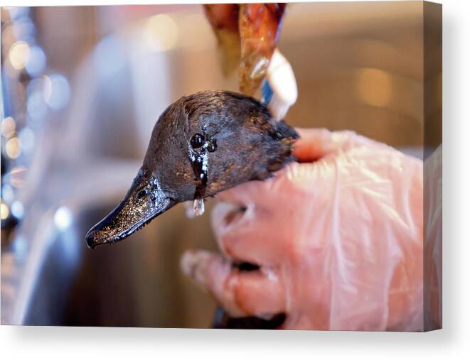 Environment Canvas Print featuring the photograph Crying over Spilled Oil by Eilish Palmer