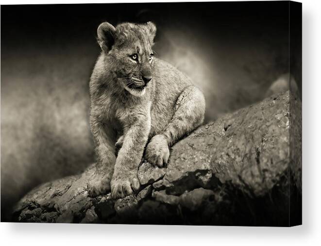 Lion Canvas Print featuring the photograph Cub by Christine Sponchia