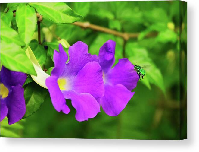 Cuckoo Wasp Canvas Print featuring the photograph Cuckoo Wasp Darting into Purple Flower by Artful Imagery