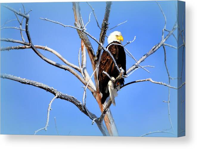 Bald Eagle Canvas Print featuring the photograph Cultural Freedom by Kimberly Woyak