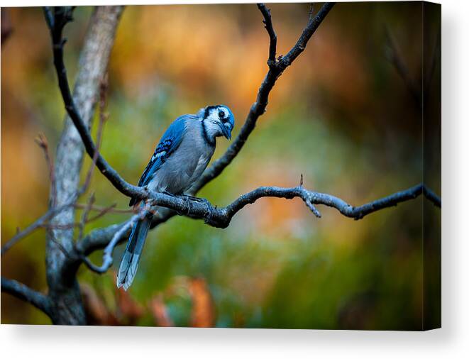 Animal Canvas Print featuring the photograph Curious Blue Jay by Jeff Phillippi