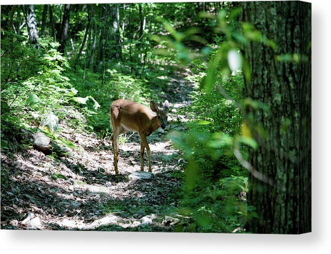 Deer Canvas Print featuring the photograph Curious Deer 2 by Natural Vista Photography - Matt Sexton