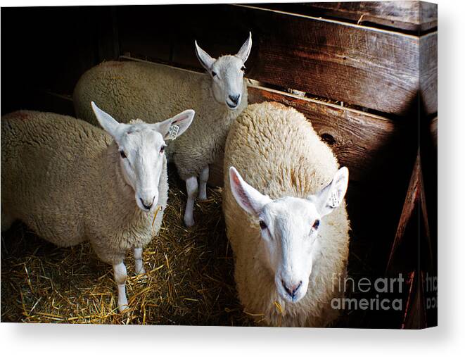 Sheep Canvas Print featuring the photograph Curious Sheep by Kevin Fortier