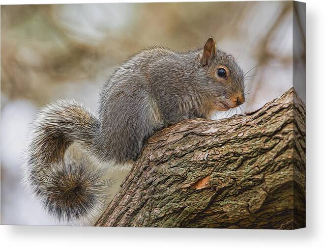 Squirrel Canvas Print featuring the photograph Curly by Cathy Kovarik