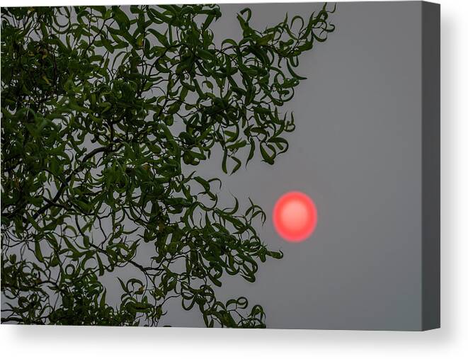 Astoria Canvas Print featuring the photograph Curly Willow and Sun by Robert Potts