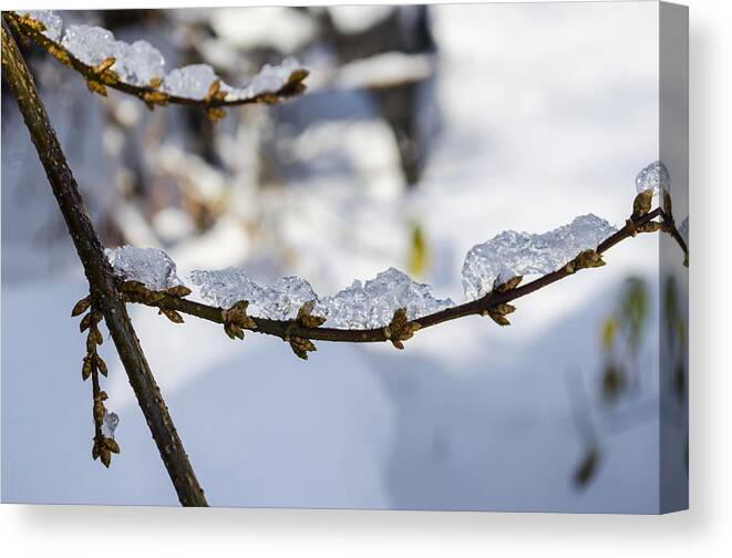 Snow Canvas Print featuring the photograph Curved Clumps of Ice by Deborah Smolinske