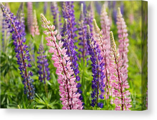 Maine Canvas Print featuring the photograph Curved Lupines by Karin Pinkham