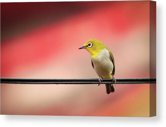 Bird Canvas Print featuring the photograph Cute Little Bird On The Wire Wall Art Prints by Wall Art Prints
